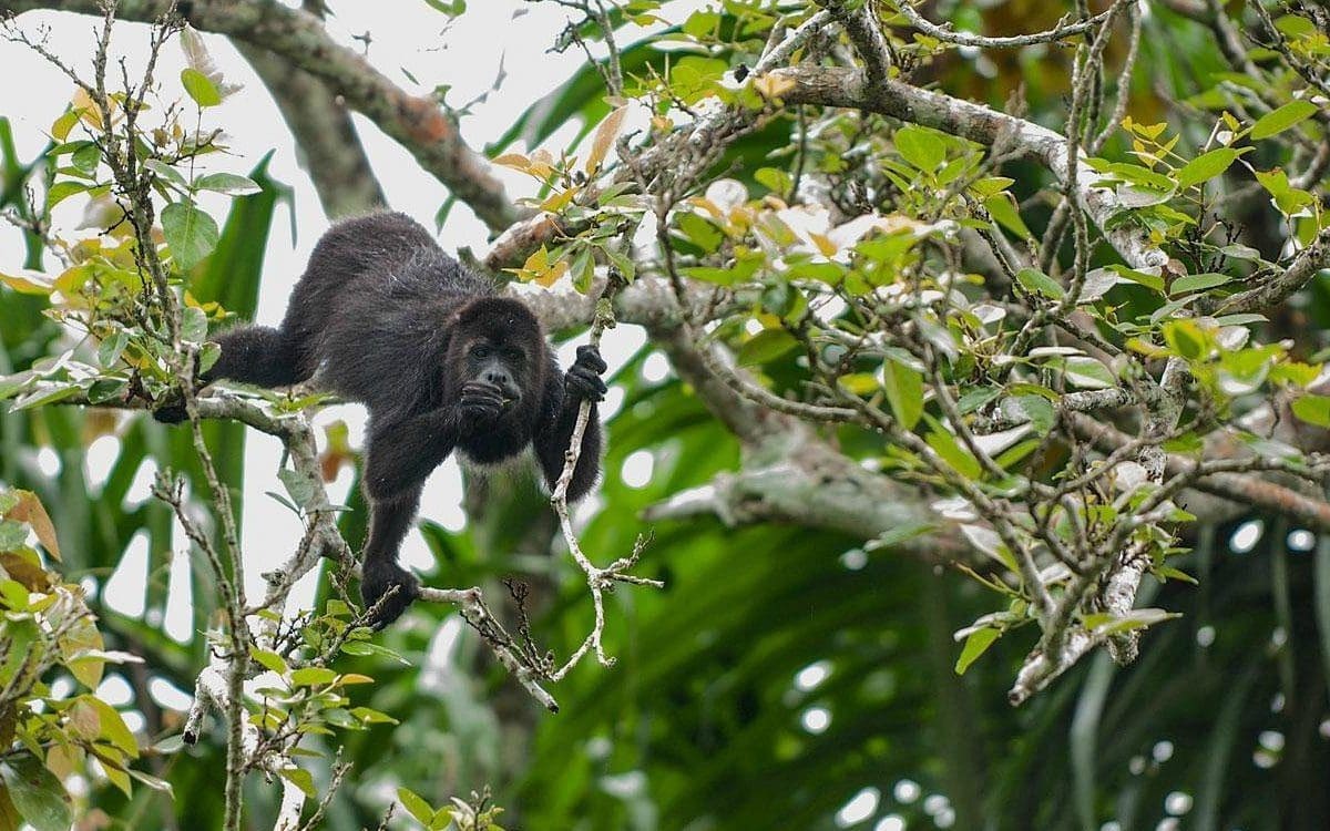 The Community Baboon Sanctuary