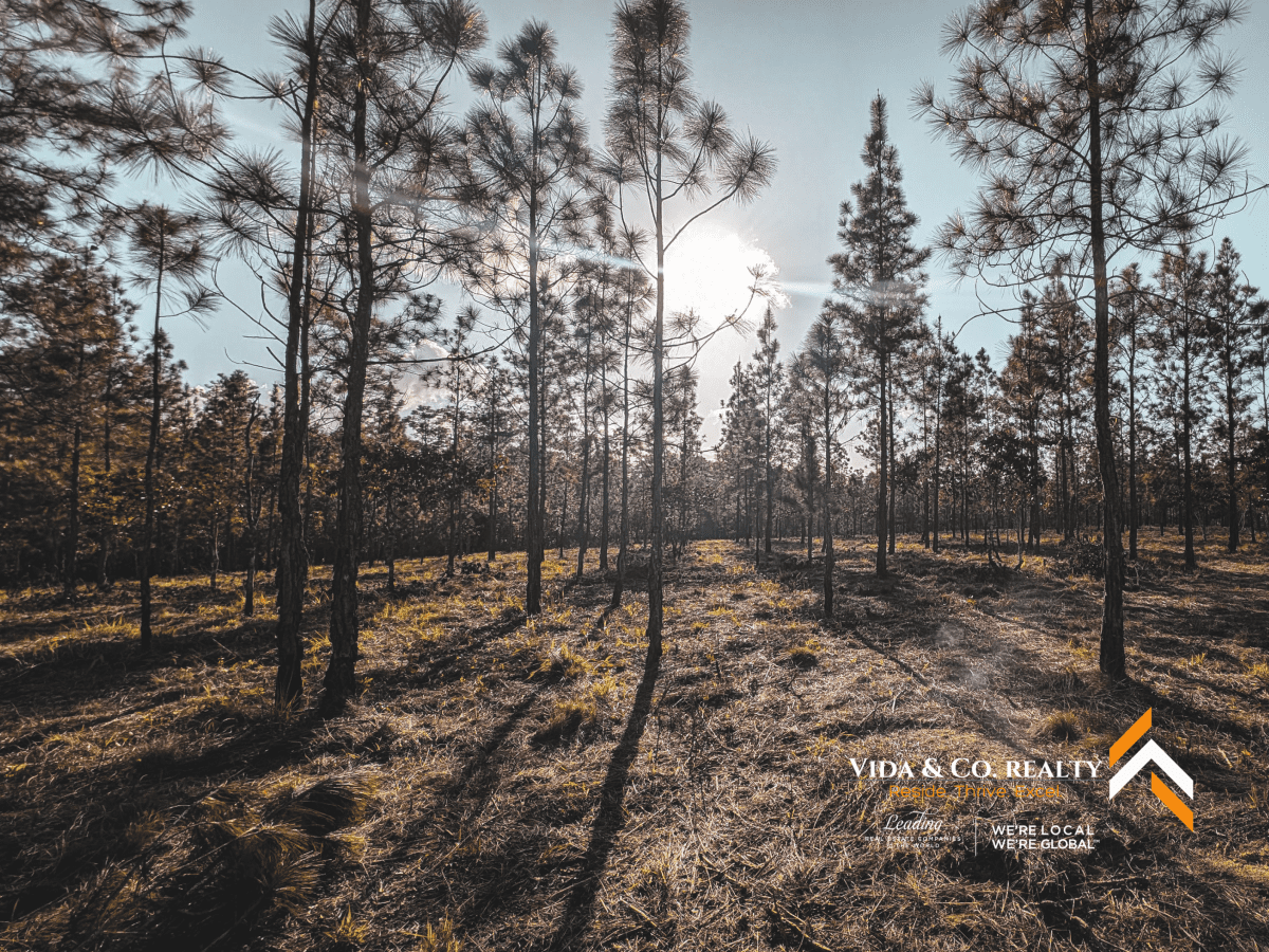 mountain pine ridge land for sale
