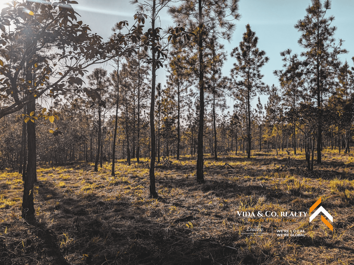 mountain pine ridge land for sale