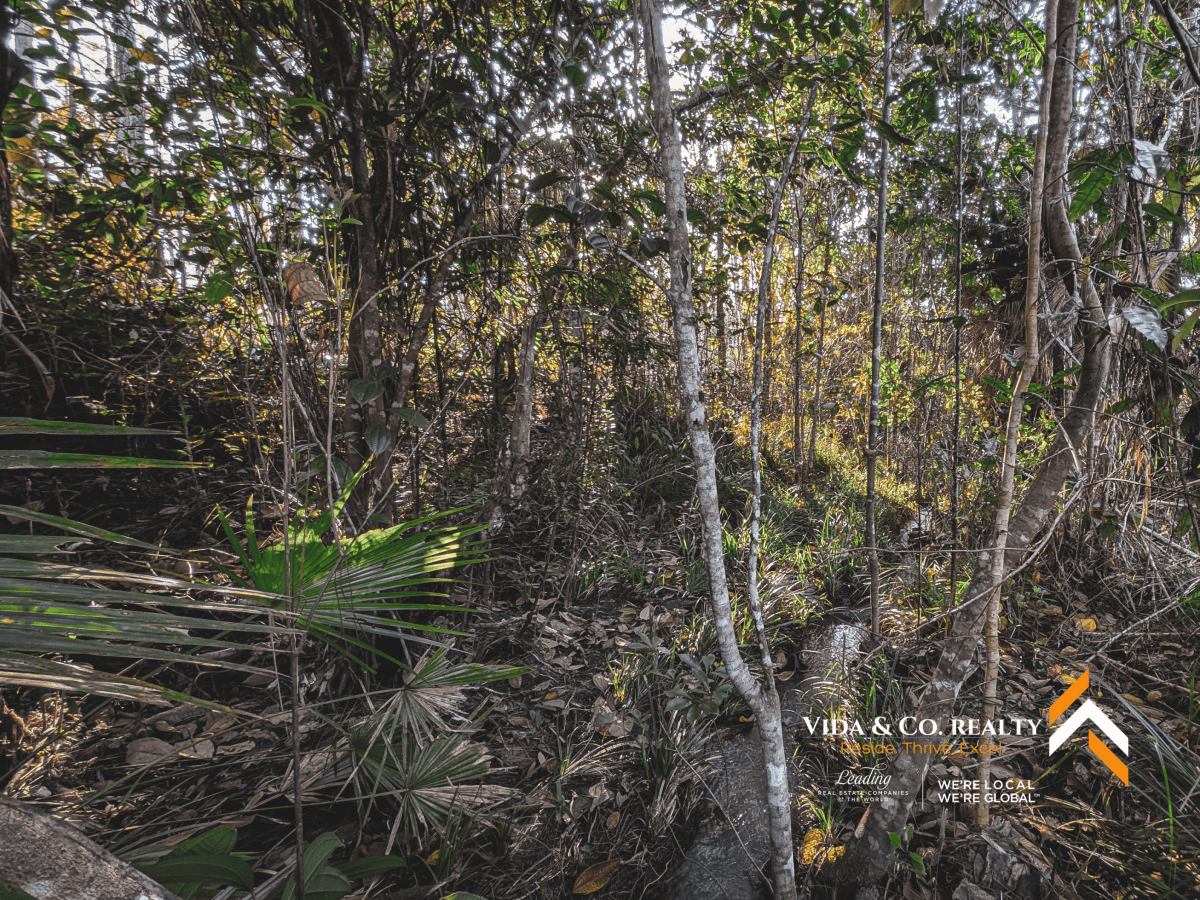 mountain pine ridge land for sale