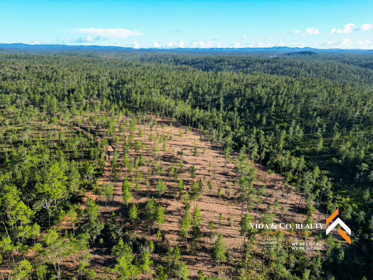 mountain pine ridge land for sale