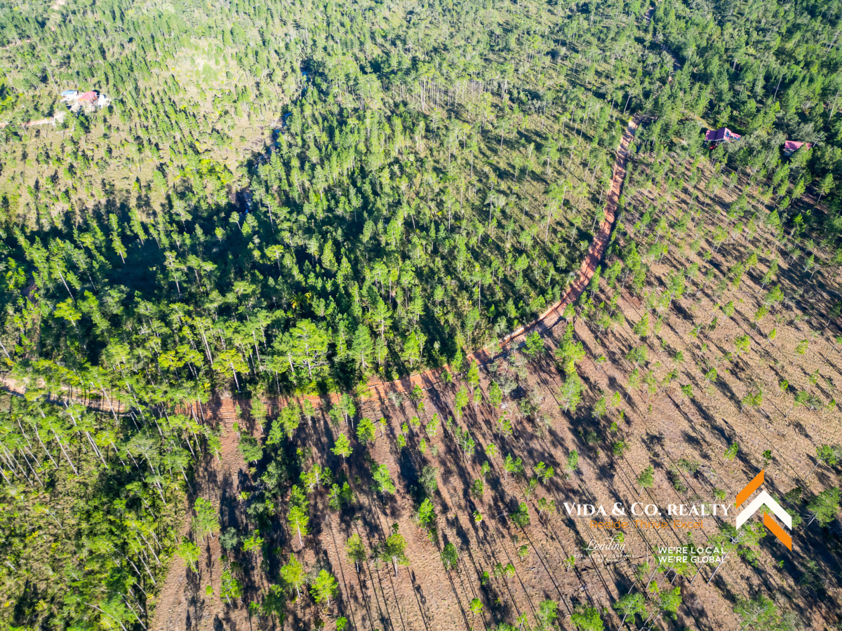 mountain pine ridge land for sale
