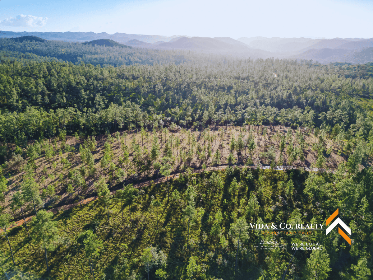 mountain pine ridge land for sale