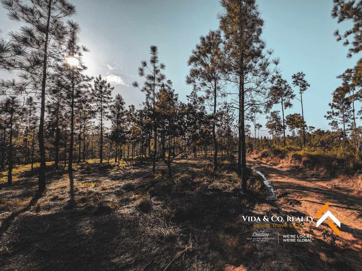 mountain pine ridge land for sale