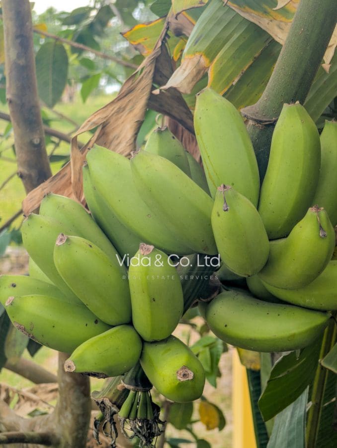 Bananas