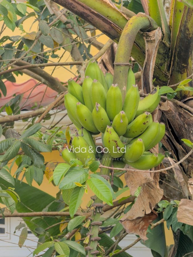 Bananas