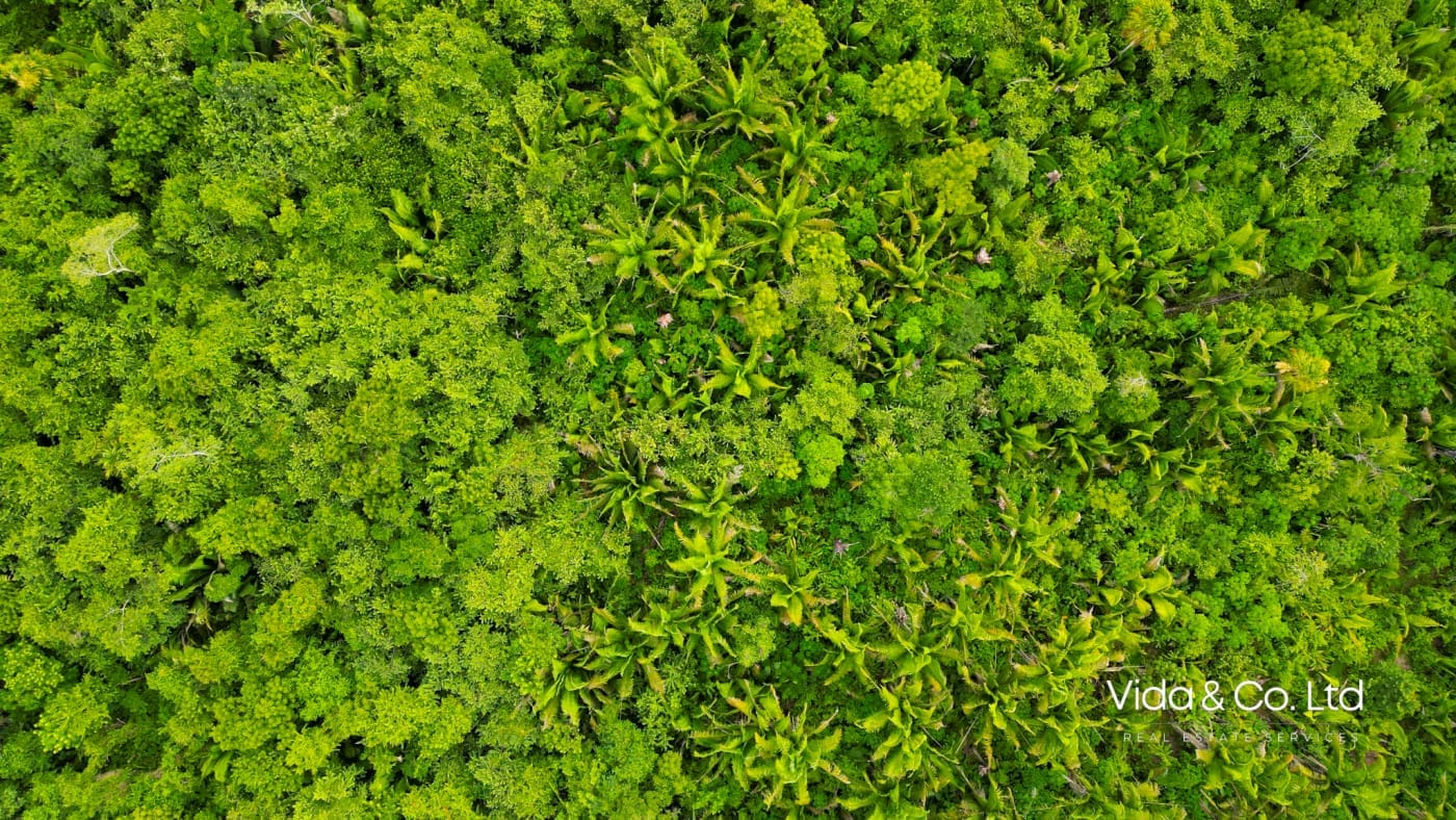 20 Acre Belmopan Farm for Sale