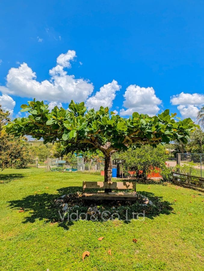Spacious Family Rental with Views & Fruit Trees in San Ignacio