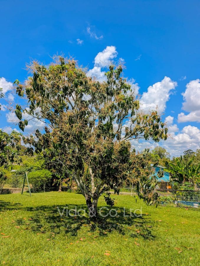 Spacious Family Rental with Views & Fruit Trees in San Ignacio