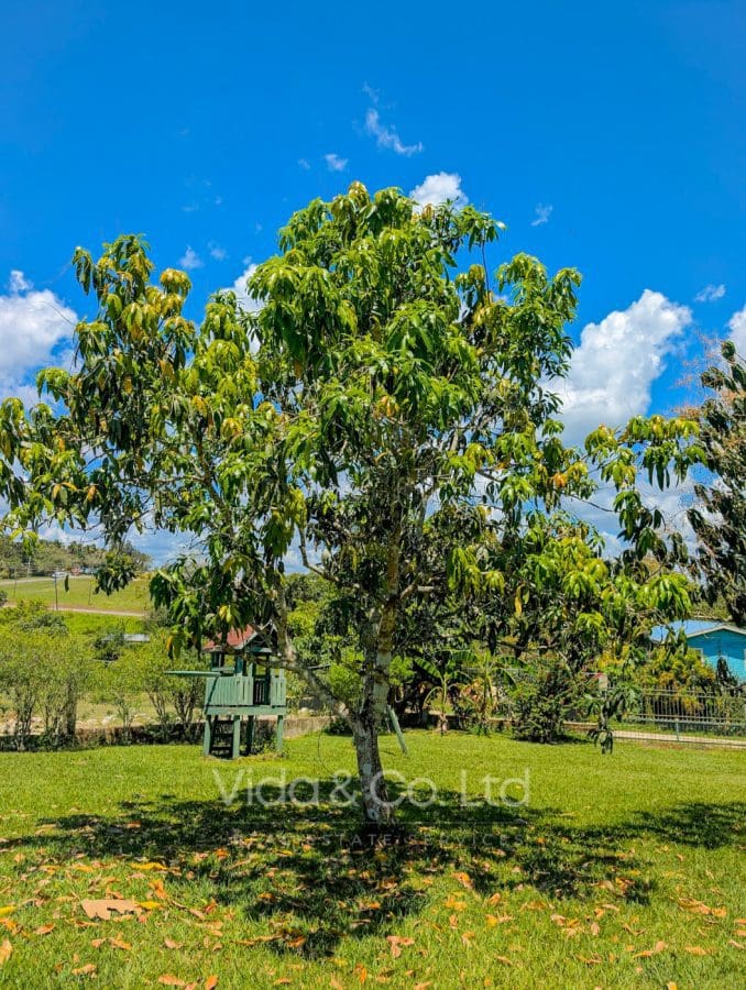 Spacious Family Rental with Views & Fruit Trees in San Ignacio
