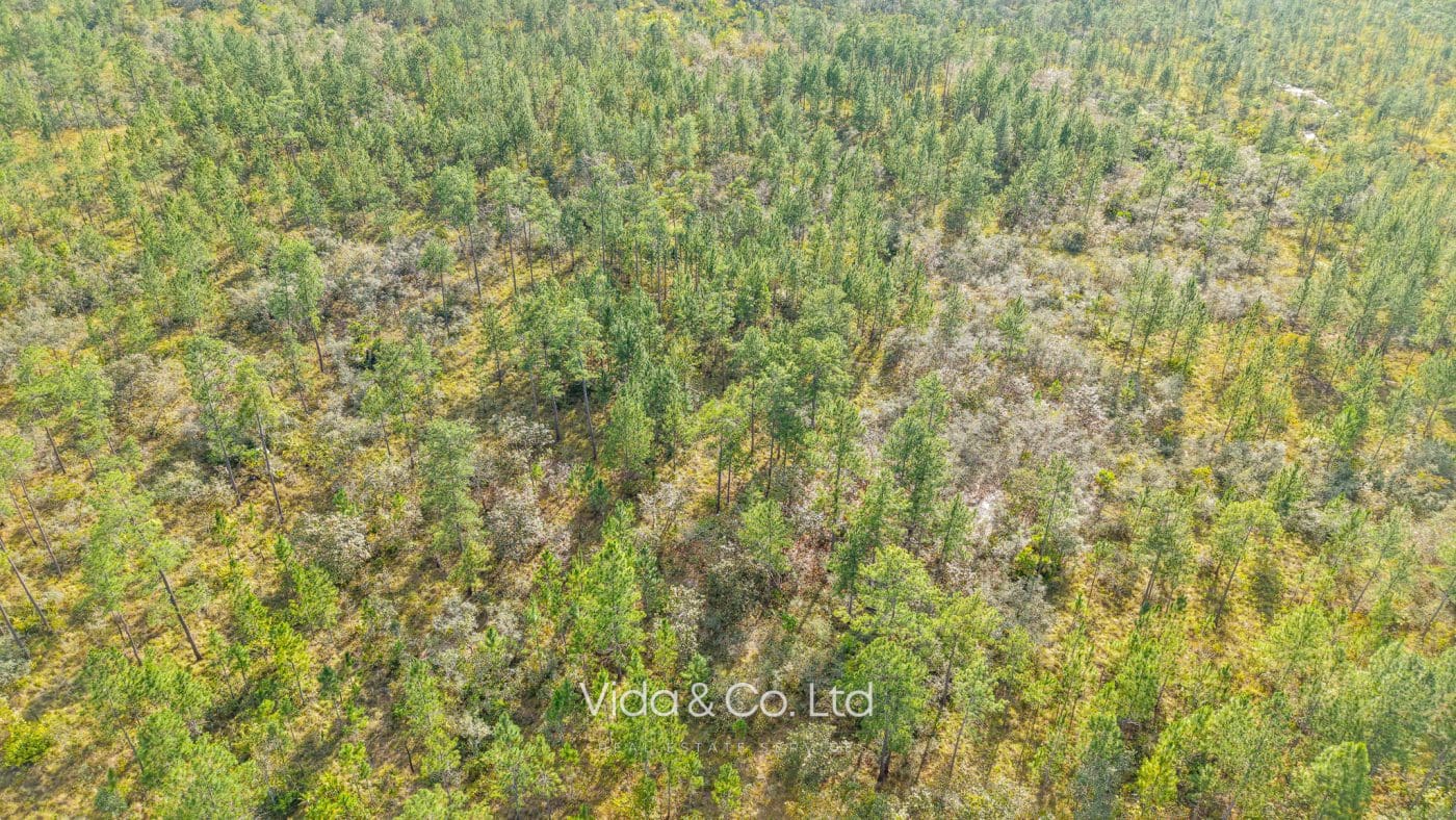 Mountain Pine Ridge Land For Sale (10)